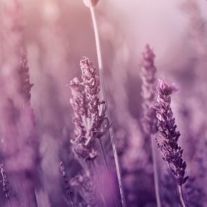 Looduslik kehahoolduskomplekt “Lummav lavendel”